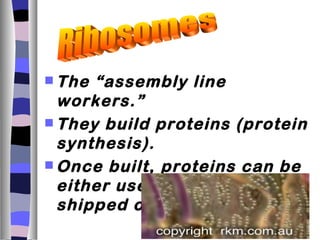  The “assembly line
  workers.”
 They build proteins (protein
  synthesis).
 Once built, proteins can be
  either used by the cell or
  shipped out to other cells .
 