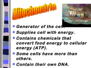  Generator of the cell.
 Supplies cell with energy.
 Contains chemicals that
  convert food energy to cellular
  energy (ATP).
 Some cells have more than
  others.
 Contain their own DNA.
 