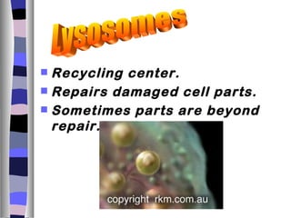  Recycling center.
 Repairs damaged cell parts.
 Sometimes parts are beyond
  repair.
 