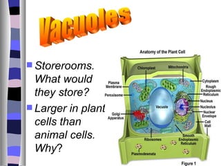  Storerooms.
  What would
  they store?
 Larger in plant
  cells than
  animal cells.
  Why?
 