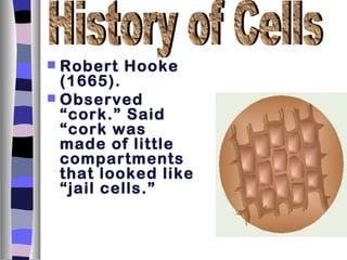  Robert Hooke
  (1665).
 Observed
  “cork.” Said
  “cork was
  made of little
  compartments
  that looked like
  “jail cells.”
 
