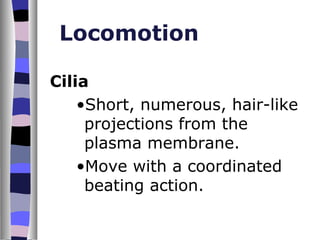 Locomotion

Cilia
    •Short, numerous, hair-like
     projections from the
     plasma membrane.
    •Move with a coordinated
     beating action.
 
