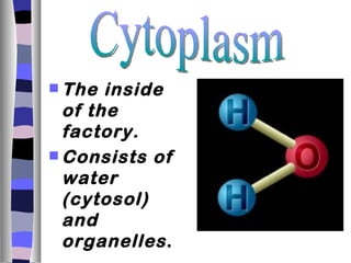  The  inside
  of the
  factory.
 Consists of
  water
  (cytosol)
  and
  organelles .
 