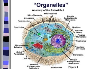 “Organelles”
 
