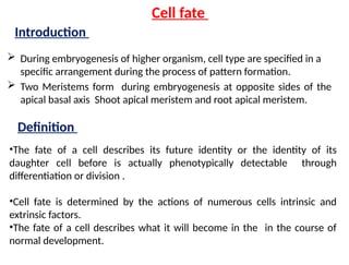Cell fate
 During embryogenesis of higher organism, cell type are specified in a
specific arrangement during the process of pattern formation.
 Two Meristems form during embryogenesis at opposite sides of the
apical basal axis Shoot apical meristem and root apical meristem.
Introduction
Definition
•The fate of a cell describes its future identity or the identity of its
daughter cell before is actually phenotypically detectable through
differentiation or division .
•Cell fate is determined by the actions of numerous cells intrinsic and
extrinsic factors.
•The fate of a cell describes what it will become in the in the course of
normal development.
 