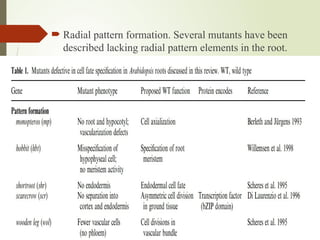 Radial Pattern Root Cell fate and lineages (Root), pattern formation.pptx