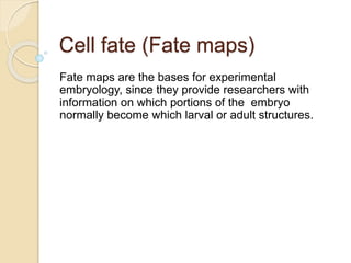 Cell fate (Fate maps)
Fate maps are the bases for experimental
embryology, since they provide researchers with
information on which portions of the embryo
normally become which larval or adult structures.
 