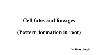 Cell fates and lineages
(Pattern formation in root)
Dr. Renu Jangid
 