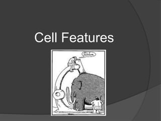 Cell Features 