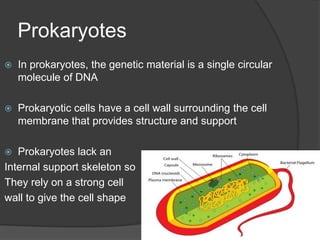Features of CellsThe smallest and simplest cells are prokaryotes