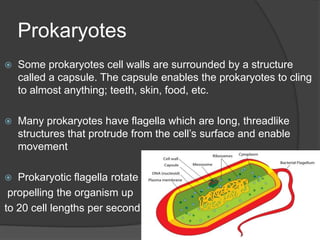 Prokaryotes are single-celled organisms that lack a nucleus and other internal compartments