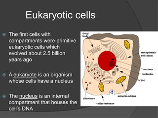 Without separate compartments to isolate materials, prokaryotes cells cannot carry out many specialized functions