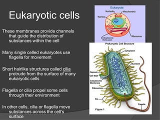 The cytoplasm of a prokaryotes contains everything inside the cell membrane