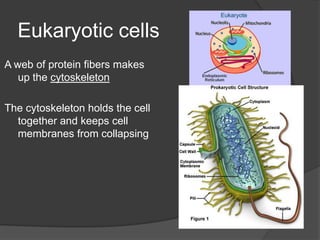 A prokaryotes enzymes and ribosomes are free to move around in the cytoplasm because there are no internal structures that divide the cell into compartmentsProkaryotesIn prokaryotes, the genetic material is a single circular molecule of DNAProkaryotic cells have a cell wall surrounding the cell membrane that provides structure and supportProkaryotes lack an Internal support skeleton so They rely on a strong cellwall to give the cell shape
