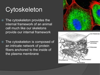ProkaryotesSome prokaryotes cell walls are surrounded by a structure called a capsule. The capsule enables the prokaryotes to cling to almost anything; teeth, skin, food, etc.Many prokaryotes have flagella which are long, threadlike structures that protrude from the cell’s surface and enable movementProkaryotic flagella rotate propelling the organism up to 20 cell lengths per second