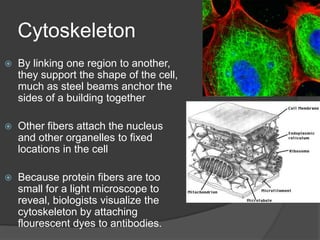       Eukaryotic cellsThe first cells with compartments were primitive eukaryotic cells which evolved about 2.5 billion years agoA eukaryote is an organism whose cells have a nucleusThe nucleus is an internal compartment that houses the cell’s DNA