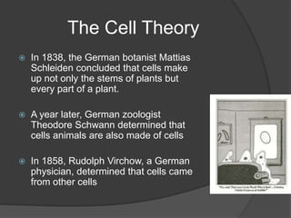 The Cell TheoryIn 1838, the German botanist MattiasSchleiden concluded that cells make up not only the stems of plants but every part of a plant.