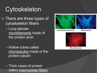 Eukaryotic cellsOther internal compartments, ororganelles, enable eukaryoticcells to function in waysdifferent from prokaryotesAn organelle is a structure that carries out specific activities in the cellA complex system of internal membranes connects some organelles within the cytoplasm