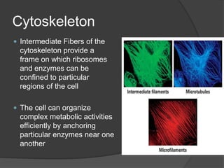 CytoskeletonThe cytoskeleton provides the internal framework of an animal cell much like our skeletons provide our internal frameworkThe cytoskeleton is composed of an intricate network of protein fibers anchored to the inside of the plasma membrane