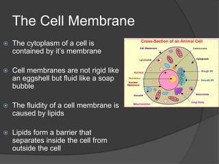 CytoskeletonBy linking one region to another, they support the shape of the cell, much as steel beams anchor the sides of a building together