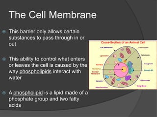 Other fibers attach the nucleus and other organelles to fixed locations in the cell