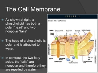 Because protein fibers are too small for a light microscope to reveal, biologists visualize the cytoskeleton by attaching flourescent dyes to antibodies. CytoskeletonThere are three types of cytoskeleton fibersLong slender microfilaments made of the protein actinHollow tubes called microtubules made of the protein tubulinThick ropes of protein called intermediate fibers
