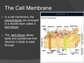 CytoskeletonThe actin fibers of the cytoskeleton form a network just beneath the cell surface that is anchored to membrane proteins embedded within the cell membrane