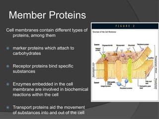 CytoskeletonIntermediate Fibers of the cytoskeleton provide a frame on which ribosomes and enzymes can be confined to particular regions of the cellThe cell can organize complex metabolic activities efficiently by anchoring particular enzymes near one another
