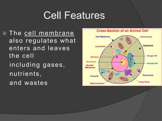Cells are the basic units of structure and function in organisms