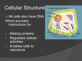 Cell FeaturesWithin the cytoplasm are many structures, often suspended in a system of microscopic fibers called the cytoskeleton