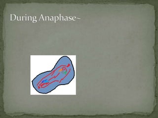 During Anaphase~