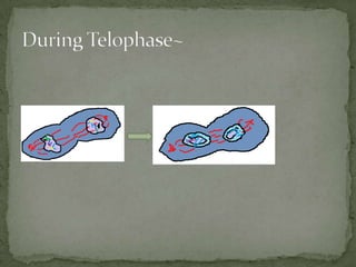 During Telophase~