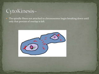 The spindle fibers not attached to chromosomes begin breaking down until only that portion of overlap is left. CytoKinesis~