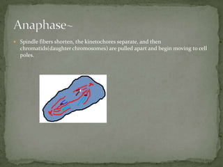 Spindle fibers shorten, the kinetochores separate, and then chromatids(daughter chromosomes) are pulled apart and begin moving to cell poles. Anaphase~