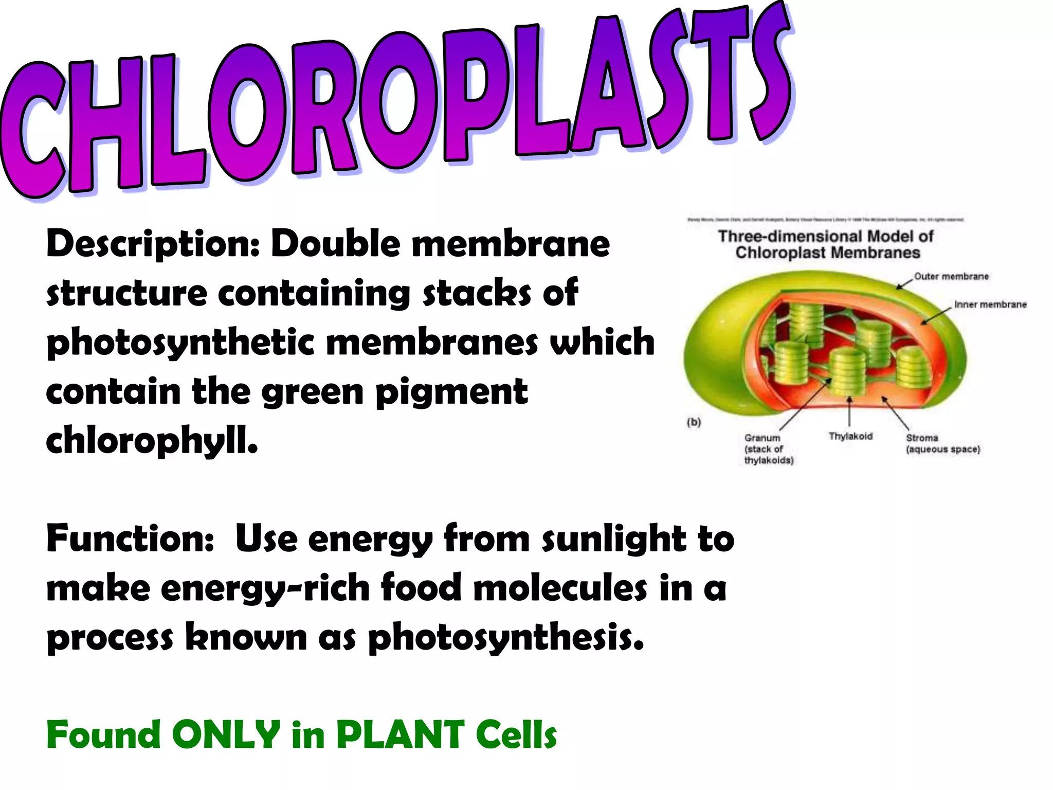Cell flip notes organelles in order | PPTX | Biological Sciences | Science