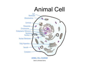 Animal Cell
 