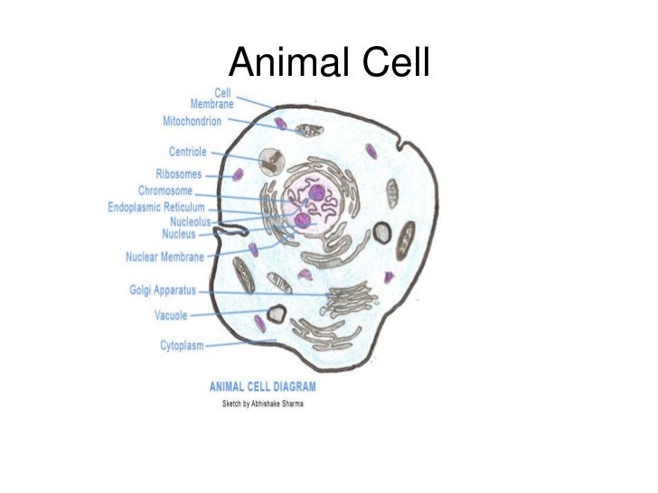 animal cell organelles