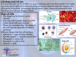 Cell shape and Cell size
It is seen that cells can be of different shapes and sizes and even their number that make
up a body can be different in different living forms as it depends upon the function the
cell is going to perform. Accordingly the structures, sizes, shapes are assigned to cells .
The shape of a cell may change or fixed.
Shape of cells
• The shape can be fixed or can be
variable.
• The cells with Variable shape are WBC
(white blood cell) and Amoeba.
• Please do remember that “the shape of
the cell depends upon the function it
performs”.
Different Shapes that the cell can have:
 Spherical => eggs of many animals
 Spindle shaped => smooth muscle fiber
 Elongated => nerve cell
 Branched => cells of skin
 Discoid => RBC.
 