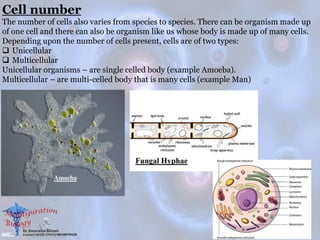 Cell number
The number of cells also varies from species to species. There can be organism made up
of one cell and there can also be organism like us whose body is made up of many cells.
Depending upon the number of cells present, cells are of two types:
 Unicellular
 Multicellular
Unicellular organisms – are single celled body (example Amoeba).
Multicellular – are multi-celled body that is many cells (example Man)
 