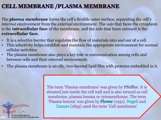 The plasma membrane forms the cell’s flexible outer surface, separating the cell’s
internal environment from the external environment. The side that faces the cytoplasm
is the intracellular face of the membrane, and the side that faces outward is the
extracellular face.
• It is a selective barrier that regulates the flow of materials into and out of a cell.
• This selectivity helps establish and maintain the appropriate environment for normal
cellular activities.
• The plasma membrane also plays a key role in communication among cells and
between cells and their external environment.
• The plasma membrane is an oily, two-layered lipid film with proteins embedded in it.
 