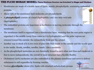 • Membranes are made of a double layer of lipids, mainly phospholipids, containing embedded
proteins.
• About 75% of the membrane lipid molecules are phospholipids.
• A phospholipid consists of a head (hydrophilic) and two fatty acid tails
(hydrophobic).
• The embedded proteins are important as facilitators in moving molecules through the
membrane.
• The membrane itself is organized into a bimolecular layer, meaning that the non-polar region is
organized in the middle (away from water as it is hydrophobic) and the polar regions are
oriented toward the outside: the extracellular fluid and the cytosol.
• Another way to think of it is two rows of pins with their heads to the outside and the needle part
to the inside. Heads, needles, needles, heads. Like a sandwich.
• As the phospholipid molecules are not chemically bound to each other and thus each molecule is
free to move independently, the overall bi-layer structure has a flexible fluidity.
• Cholesterol (20%) molecules are also embedded in the plasma membrane and serve to deliver
substances to cell organelles by forming vesicles.
• Various glycolipids (about 5%), lipids with attached carbohydrate groups.
 