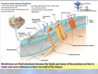 Functions of the Plasma Membrane
1. Acts as a barrier separating inside
and outside of the cell.
2. Controls the flow of substances into
and out of the cell.
3. Helps identify the cell to other cells
(e.g., immune cells).
4. Participates in intercellular
signalling.
 