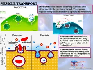 Exocytosis is the process of moving materials from
within a cell to the exterior of the cell. This process
requires energy and is therefore a type of active transport.
 