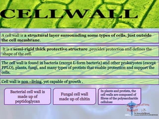A cell wall is a structural layer surrounding some types of cells, just outside
the cell membrane.
It is a semi-rigid thick protective structure ,provides protection and defines the
shape of the cell.
 
