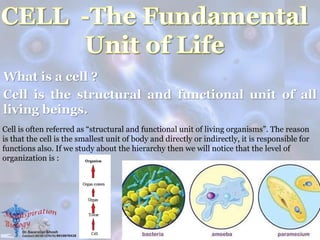 What is a cell ?
Cell is the structural and functional unit of all
living beings.
Cell is often referred as “structural and functional unit of living organisms”. The reason
is that the cell is the smallest unit of body and directly or indirectly, it is responsible for
functions also. If we study about the hierarchy then we will notice that the level of
organization is :
 