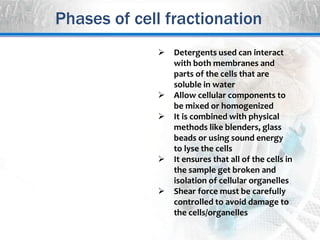  Detergents used can interact
with both membranes and
parts of the cells that are
soluble in water
 Allow cellular components to
be mixed or homogenized
 It is combined with physical
methods like blenders, glass
beads or using sound energy
to lyse the cells
 It ensures that all of the cells in
the sample get broken and
isolation of cellular organelles
 Shear force must be carefully
controlled to avoid damage to
the cells/organelles
Phases of cell fractionation
 