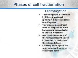Centrifugation
 The homogenate is separated
in different fractions by
spinning it in a process called
centrifugation
 This imposes a centrifugal
force on the particles of the
homogenate perpendicular
to the axis of rotation
 As a result components of
the homogenate settle down
in the tubes on the basis of
their size and shape
 Each step yields a pellet and
supernatant which may be
centrifuged again
Phases of cell fractionation
 