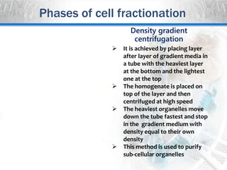 Density gradient
centrifugation
 It is achieved by placing layer
after layer of gradient media in
a tube with the heaviest layer
at the bottom and the lightest
one at the top
 The homogenate is placed on
top of the layer and then
centrifuged at high speed
 The heaviest organelles move
down the tube fastest and stop
in the gradient medium with
density equal to their own
density
 This method is used to purify
sub-cellular organelles
Phases of cell fractionation
 
