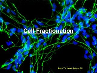 Cell Fractionation
 