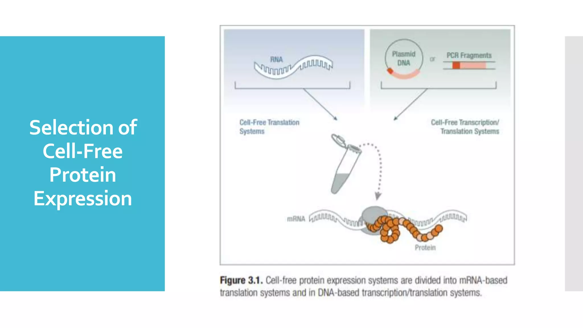 Cell Free Protein Expression System PPTX Cell free protein expression system pptx
